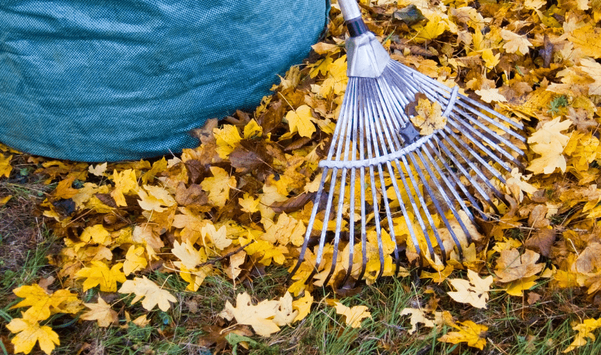 Leaf Removal